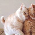 這兩隻貓詮釋了什麼叫熱臉貼冷屁股，橘貓：我有家室，請自重！
