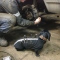 俄羅斯修車廠最萌小幫手，牠是一條狗 °(òܫó)°