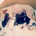 她撿回來養的懷孕狗媽媽生下6隻小狗，長大後的模樣讓主人直呼「根本是驚喜包啊」！