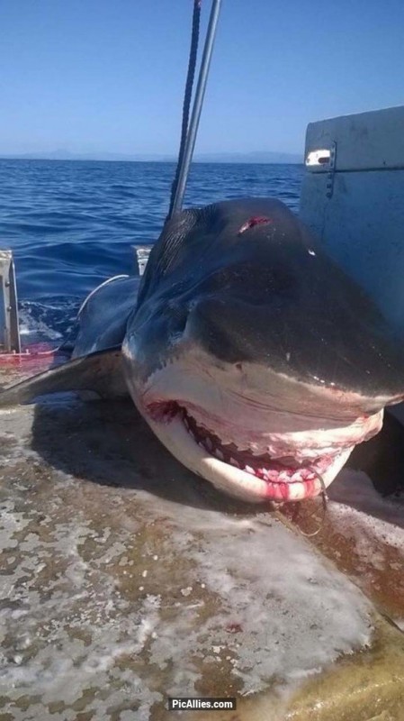 居然是一只13英尺长 (约4米)的巨大虎鲨?