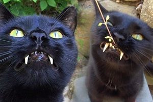 路邊撿回了一隻黑貓，卻發現牠長著像「吸血鬼一樣的牙齒」！帶牠去看獸醫時，獸醫竟然說了「這句話」！