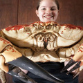 澳洲漁民捕捉到這隻重達7公斤的帝王蟹，專家卻說【絕對不能吃】，原因太驚人了…..