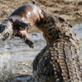 鱷魚發狠偷襲「咬死河馬寶寶」，當河馬媽媽回來發現後...竟衝上去「跟鱷魚拚命」！結果... 