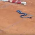 實拍罕見藍色眼鏡王蛇大戰響尾蛇，藍色蟒蛇最後竟然……太兇猛！場面難得一見！
