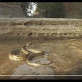 弱肉強食！大蟒蛇竟慘遭螞蟻生吞活剝，只因為牠做了這件事...畫面超驚人！