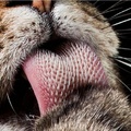 这些「猫咪舌头超近照」把日本网友吓到直呼不敢养猫，但知道神奇用处后就立刻打消不敢养的念头了！