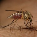 原來這樣就能趕走蟑螂螞蟻蚊子，太神奇了！趕快分享給家人朋友