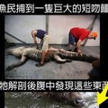 漁民捕到一隻巨大的短吻鳄，將牠解剖後，腹中發現這些東西！
