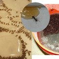 教你四種天然方法去除螞蟻！出現第一隻螞蟻時你就得先這麼做...絕對ㄧ周內見效！太神奇了！