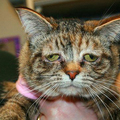 世界上最悲傷的貓圖克臉上總掛著悲傷表情！