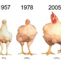 為什麼肉雞變得越來越大？