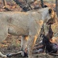 讓人震懾的母性！獅子咬開羚羊肚子發現小寶寶以後...