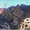 天啊！他在樹下午睡的時候突然有隻獵豹衝過來…接下來的畫面讓我不敢看了！