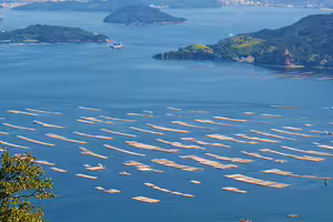 日本廣島牡蠣「驚現異象」 縣府證實:已達災害等級 日本廣島牡蠣「驚現異象」 縣府證實:已達災害等級