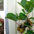 獼猴桃應該如何育苗？一般家庭、院子、甚至陽台都可以栽種獼猴桃樹。獼猴桃怎麼育苗呢？有三種方法：