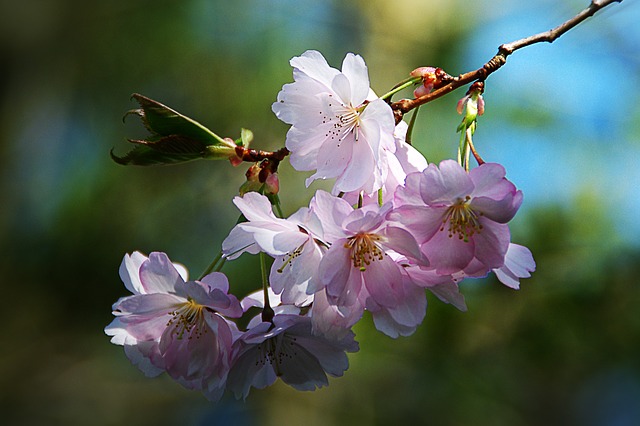 spring-flower-289844_640.jpg