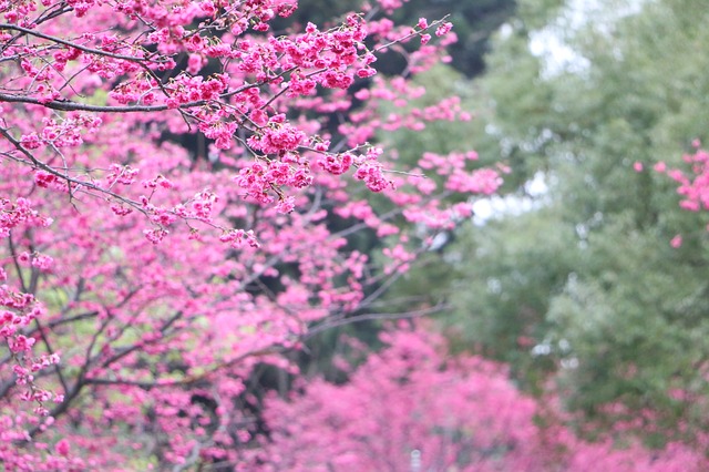 cherry-blossoms-658944_640.jpg