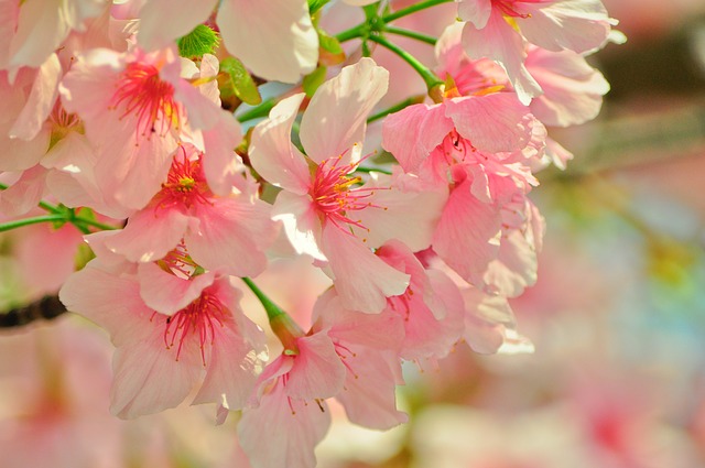 cherry-blossoms-713951_640.jpg