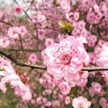 愛情心理測試：2016你的桃花能開幾朵？