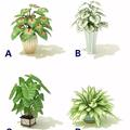 星座測試：選一盆生命力最旺的植物，測出哪種男人最旺你？