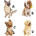 4隻狗選一隻，測新的一年裡你是否會有好狗運？