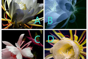 心理測試：4朵曇花，哪朵最驚豔？測你身上有哪種貴族氣質？