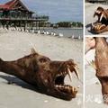 颱風後海灘出現不明生物！專家稱牠們為不屬於地球的生物！那牠們到底屬於哪呢？