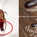 蟑螂一次產卵數百隻，你家床底一定有！「幾招」消滅蟑螂卵，必學神秘招式！