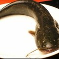 世界上最髒的魚~吃一口，3000癌細胞進肚、以後千萬不要再吃、求分享！.