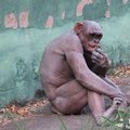 印尼猩猩被強迫賣淫：毛被剃光 與男性發生關係