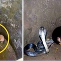 2隻貪玩的小狗失足摔進了有一條眼鏡王蛇的井底，接下來發生的事卻讓人不敢相信！