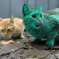 這隻貓咪變成綠色的背後原因很可愛