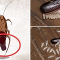 蟑螂一次產卵數百隻，你家床底一定有！“幾招”消滅蟑螂卵，必學招式！