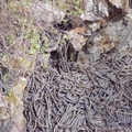世界上最大群的“蛇山蛇海”！25萬條蛇纏繞在一起,牠們聚集在這里的原因竟是...！讓我嚇出一身冷汗，不敢再看下去了...