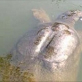 【真人真事】十六年前被我放生的海龜，今日救了我兒子一命！