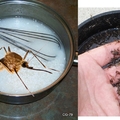 放一碗“堿水盆”，讓蚊子不敢進你房，一個月後甚至滅絕！“它”好做又不會臭，學會這個太開心了！