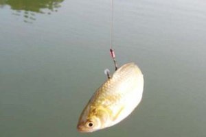 一位經常釣魚的人的親身恐怖經歷！看完你還敢去釣魚嗎?