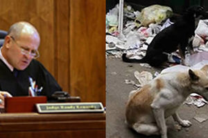 這個法官對「虐狗犯」判決了什麼刑罰？竟讓全球愛狗人士直呼過癮！