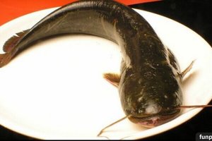 世界上最髒的魚~吃一口，3000癌細胞進肚、以後千萬不要再吃、求分享！.