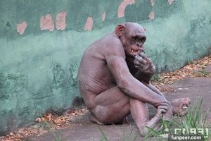印尼猩猩被強迫賣淫：毛被剃光 與男性發生關係