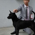 不要再叫什麼「台灣土狗」、「米克斯」！終於獲得國際認證的牠們正式名稱超霸氣啊！