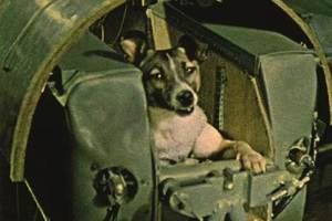 首隻上太空的小狗「萊卡」！死狀卻被隱瞞60年！！他死得太慘了…
