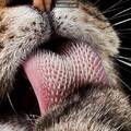 原來貓咪是因為舌頭上有這些「倒刺」舔人才那麼痛，知道它的神奇功用後我無法不愛它啊！