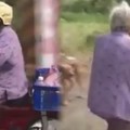 高齡86歲的阿嬤天天騎著載滿飼料的摩托車趴趴走 結果進一步了解才知道奶奶真的好有愛心...感動！