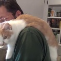 最萌的喵貓監工 喜歡掛在主人肩膀上指揮洗碗 網友:「我願意每天洗碗啊!」