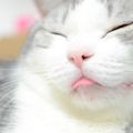 貓咪為什麼會忘記收回舌頭？