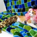 貓奴的私房DIY　癱瘓貓變成「小美人魚」萌翻！