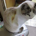 《烤焦的貓》暖爐很舒服沒錯 但小心貓毛啊啊啊Σ(*ﾟдﾟﾉ)ﾉ
