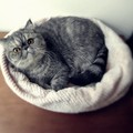 貓奴超強省錢術！用浴巾和毛毯DIY 超溫暖貓床