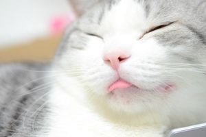 貓咪為什麼會忘記收回舌頭？